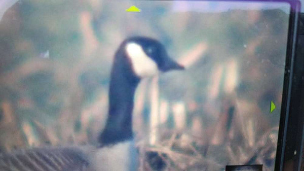 Kleine Canadese Gans