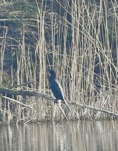 Dwergaalscholver