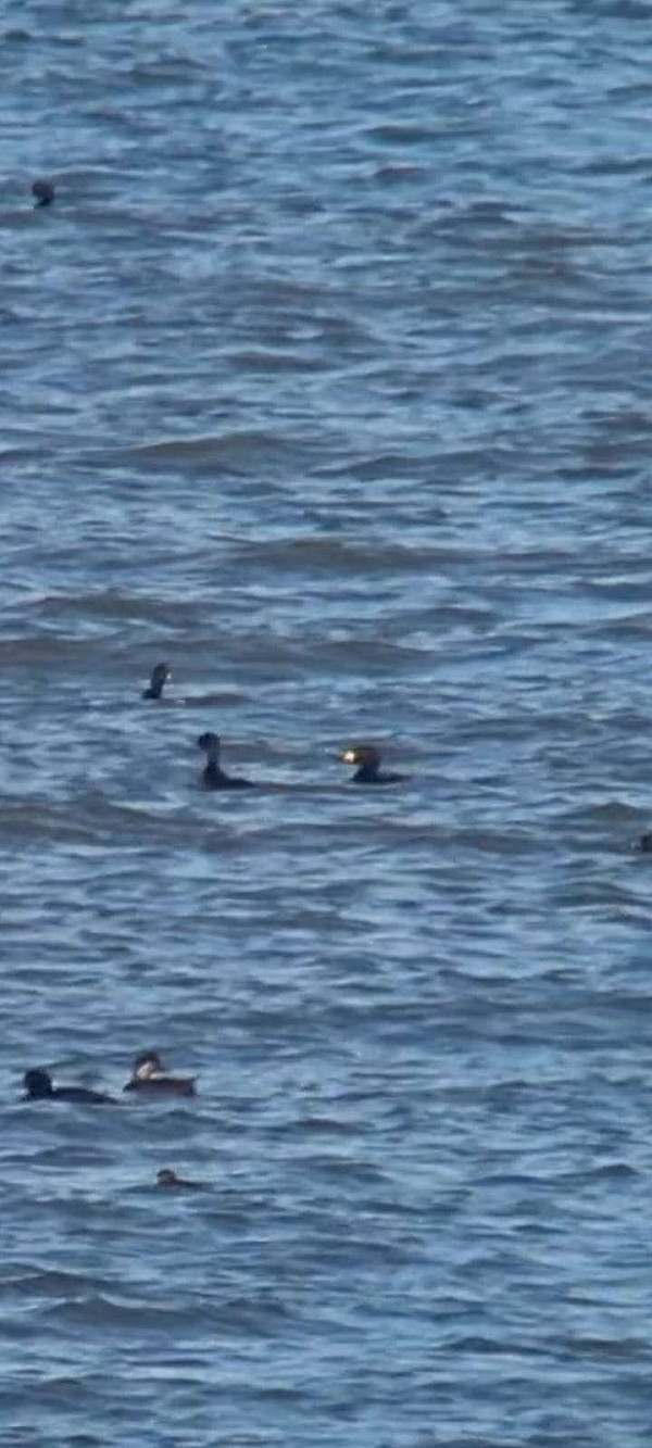 Amerikaanse Zee-eend