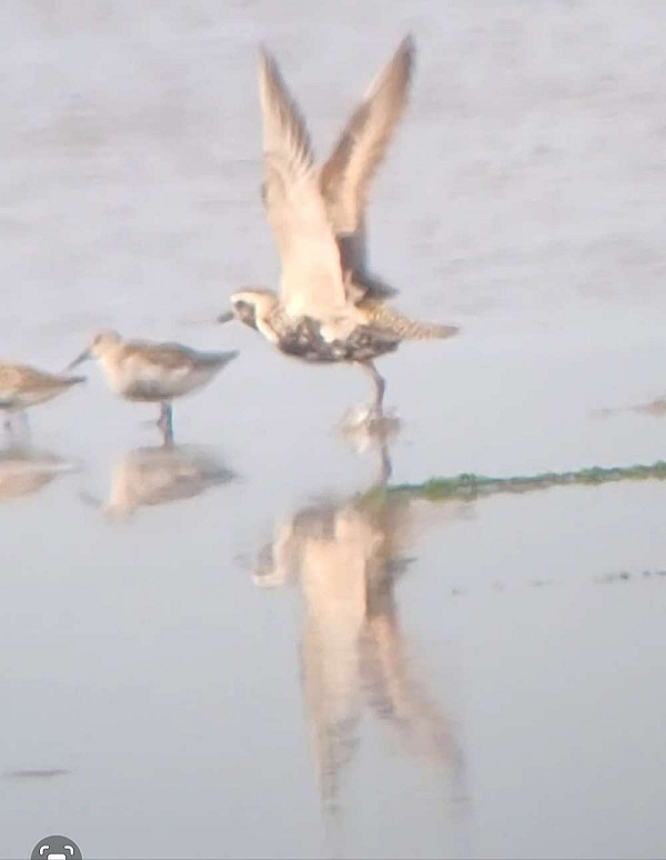 Amerikaanse Goudplevier