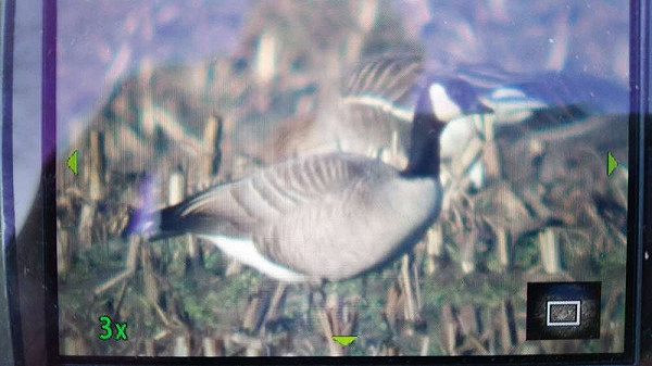 Kleine Canadese Gans