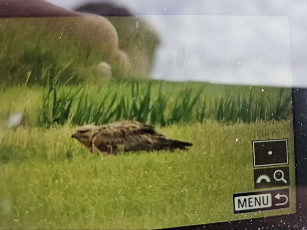 Arendbuizerd