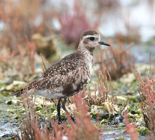 Amerikaanse Goudplevier