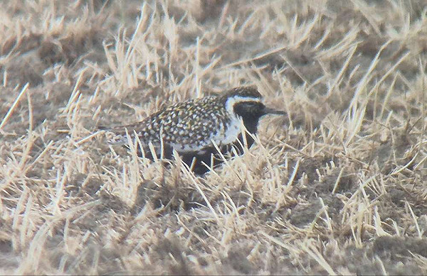 Aziatische Goudplevier