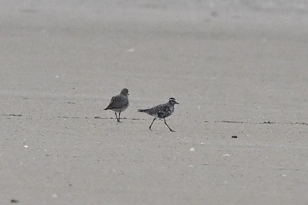 Amerikaanse Goudplevier