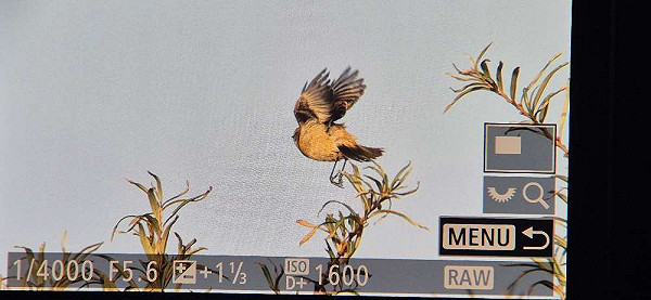 Aziatische Roodborsttapuit