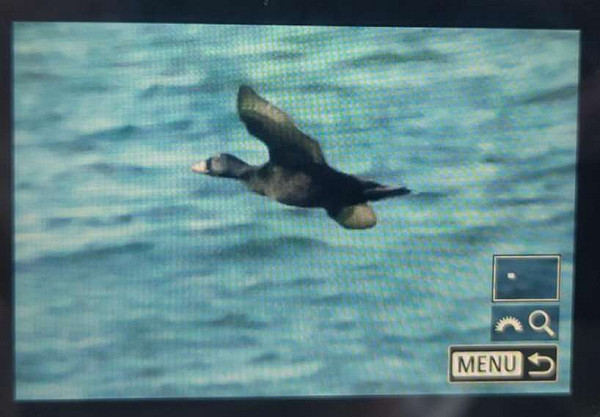 Amerikaanse Zee-eend