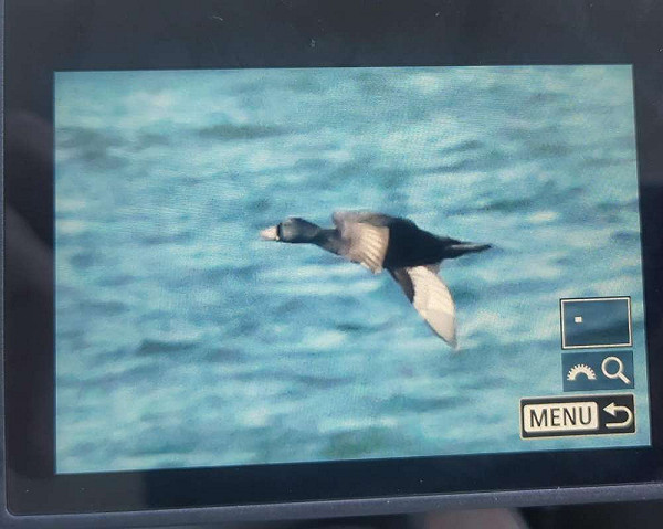 Amerikaanse Zee-eend