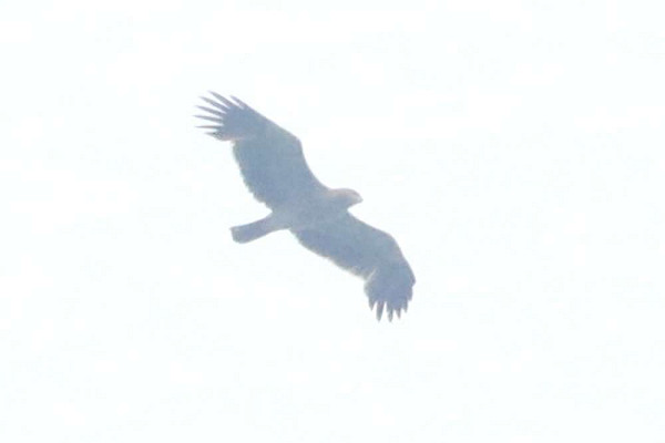 Keizerarend | Spaanse Keizerarend