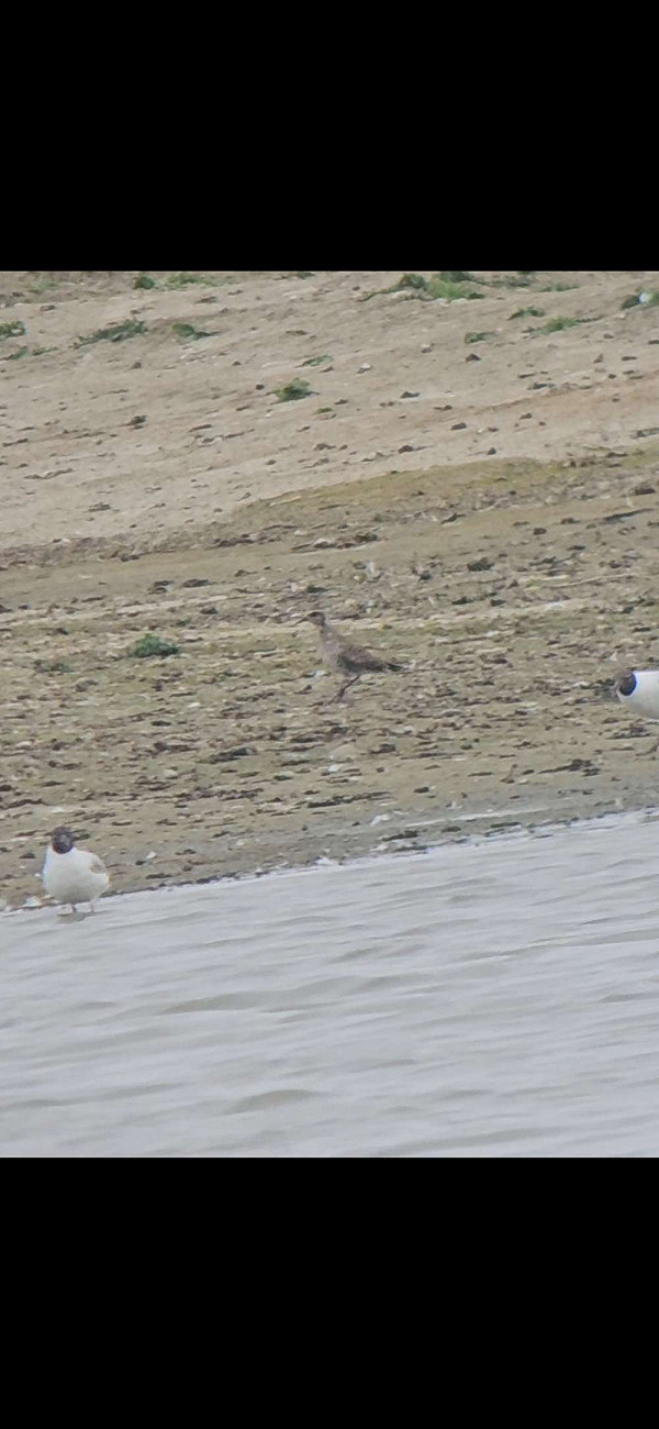 Amerikaanse Goudplevier