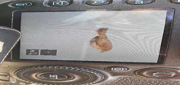 Westelijke | Moltoni's | Balkanbaardgrasmus