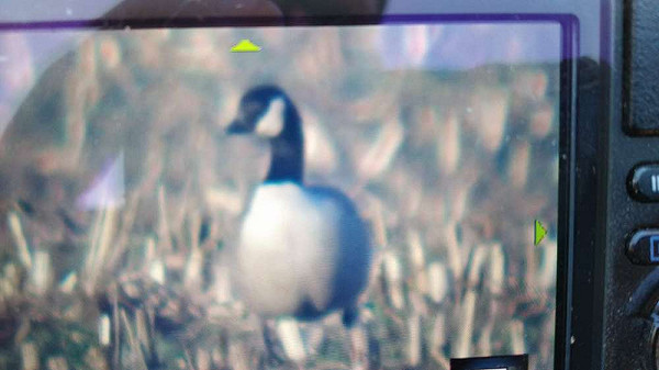 Kleine Canadese Gans