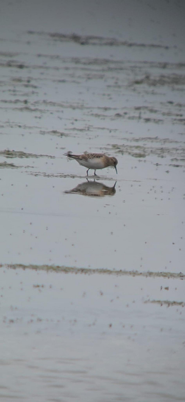 Bairds Strandloper