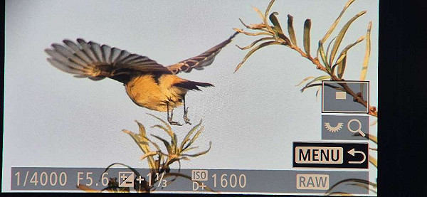 Aziatische Roodborsttapuit