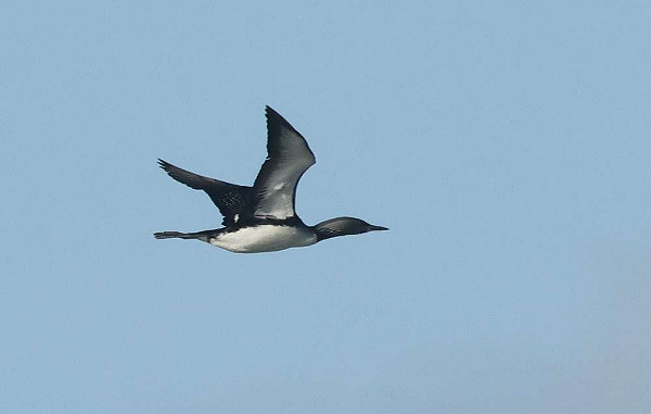 Pacifische Parelduiker