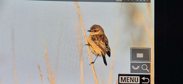 Aziatische Roodborsttapuit