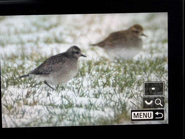 Amerikaanse Goudplevier