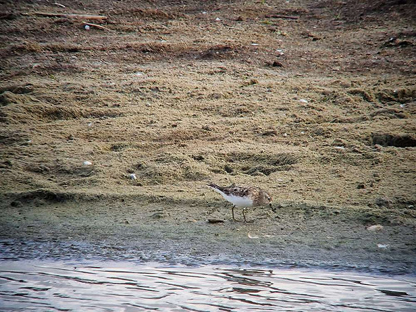 Kleinste Strandloper